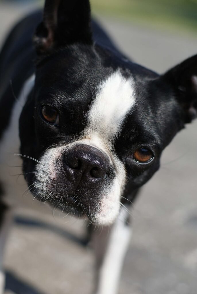 dog, boston terrier, friend, canine, breed, doggy, small, animal, young, pet