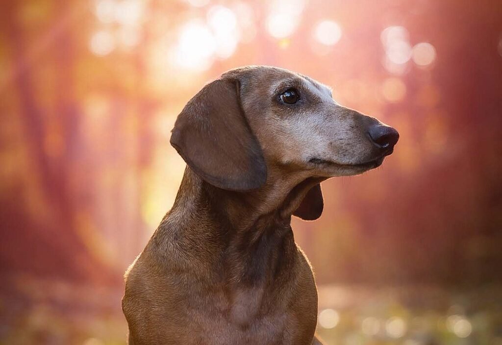 dachshund, dog, pet, animal, forest, bokeh, canine, outdoors, nature, sunset